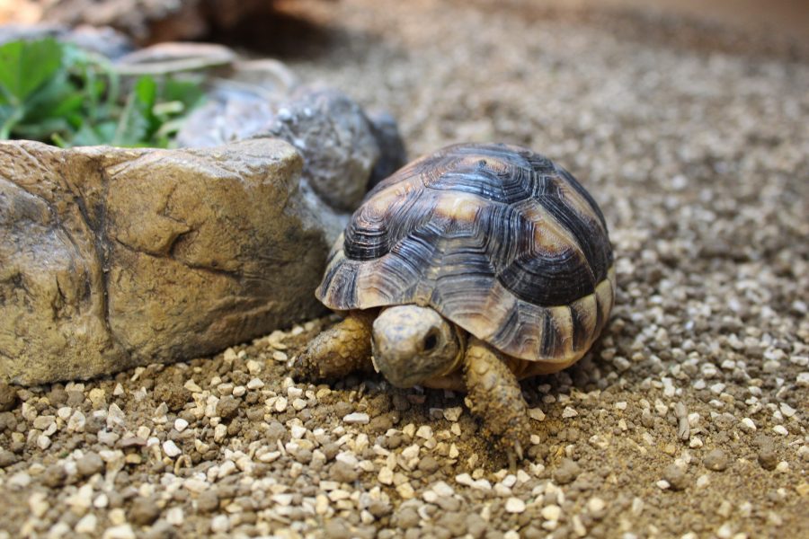 Staff Training - Tortoise Feeding | Evolution Reptiles | Read Now