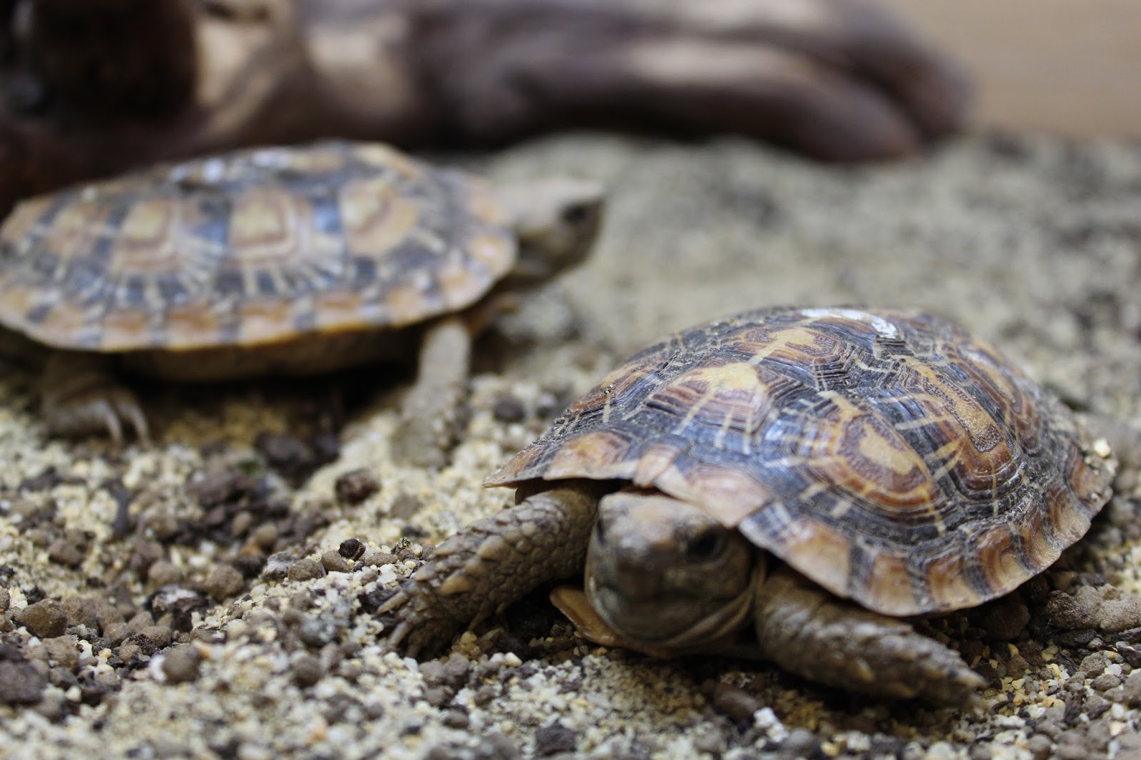 How to Care For Your Pancake Tortoise | Evolution Reptiles