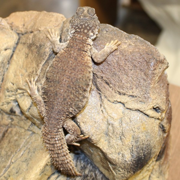 North African Uromstyx Uromastyx Acanthinurus Nigriventris