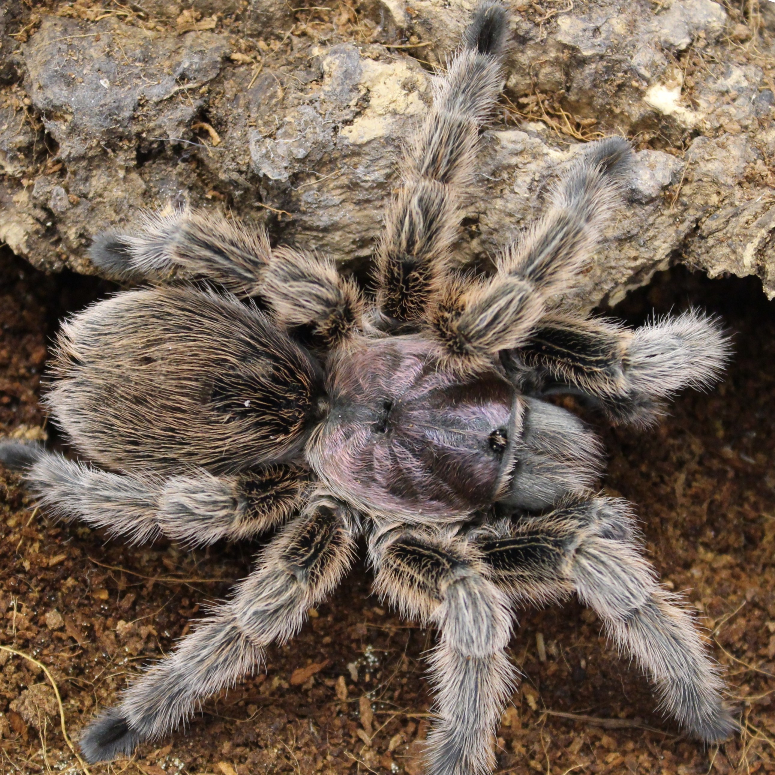 Chile Rose - Grammostola porteri - Evolution Reptiles