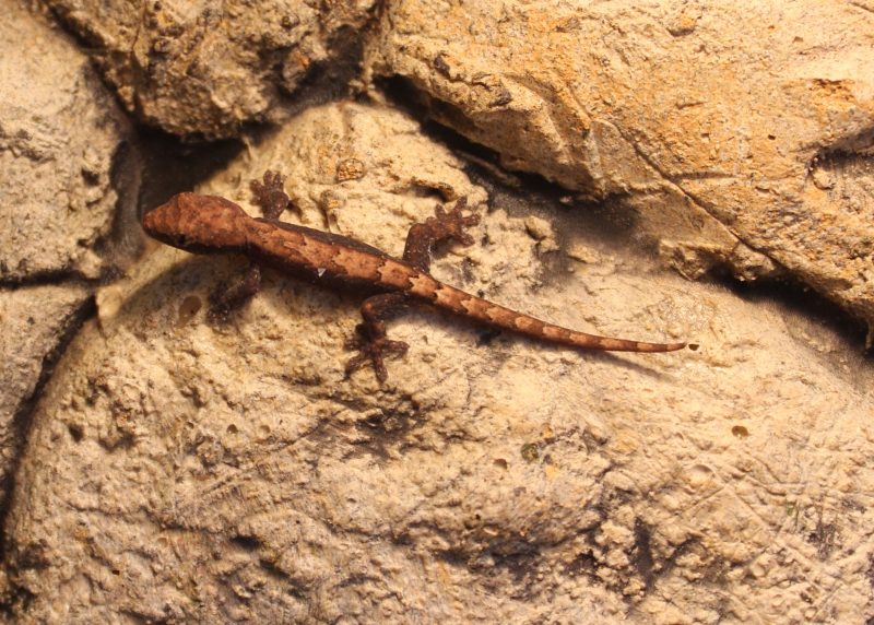 Mourning Geckos - Lepidodactylus Lugubris - Evolution Reptiles