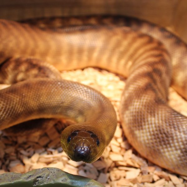 Woma Python – Aspidites ramsayi – Evolution Reptiles