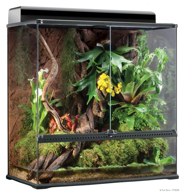 Chameleon Terrarium Set Up - Evolution Reptiles