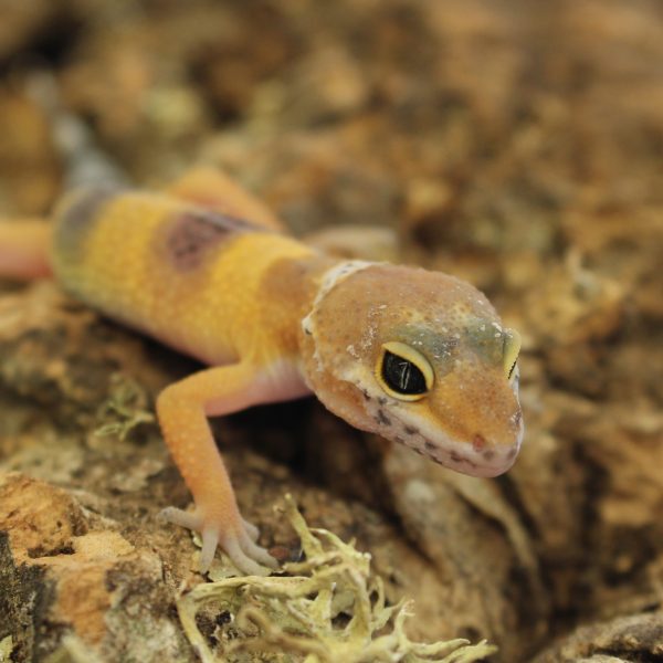 Leopard Gecko - Hatchlings - Eublepharis macularius - Evolution Reptiles