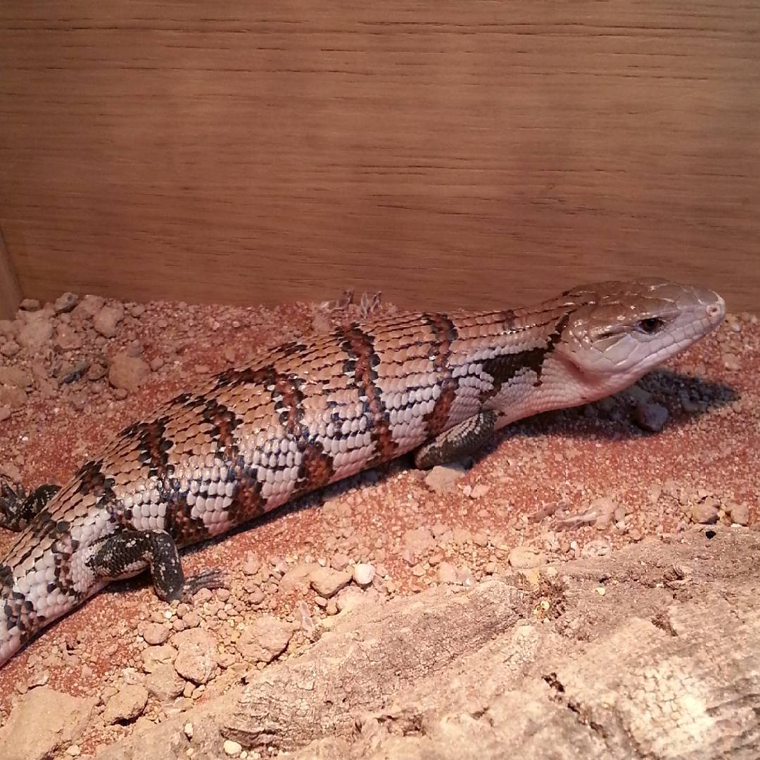 Lizards Available to Buy In-Store | Specialist Reptile Shop