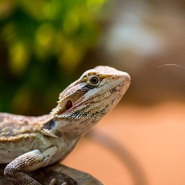 pet shops that sell lizards