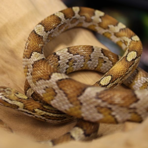 Caramel Corn Snake | Evolution Reptiles