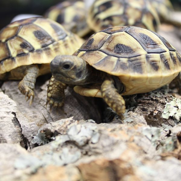 Tortoises | Evolution Reptiles