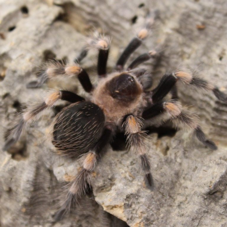 Mexican Red Knee Tarantula | Evolution Reptiles