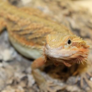 Translucent Bearded Dragon | Evolution Reptiles