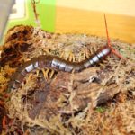 Centipede | Evolution Reptiles