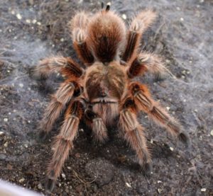 Red Chile Rose Tarantula - Grammastola rosea