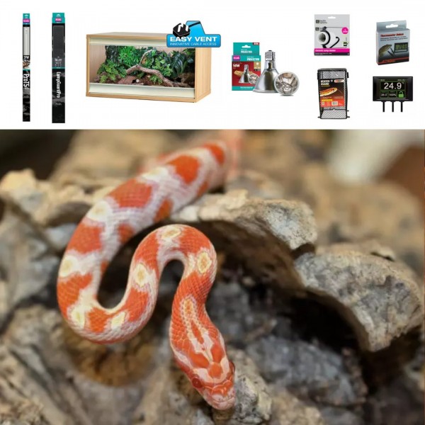 Amber Corn Snake | Evolution Reptiles