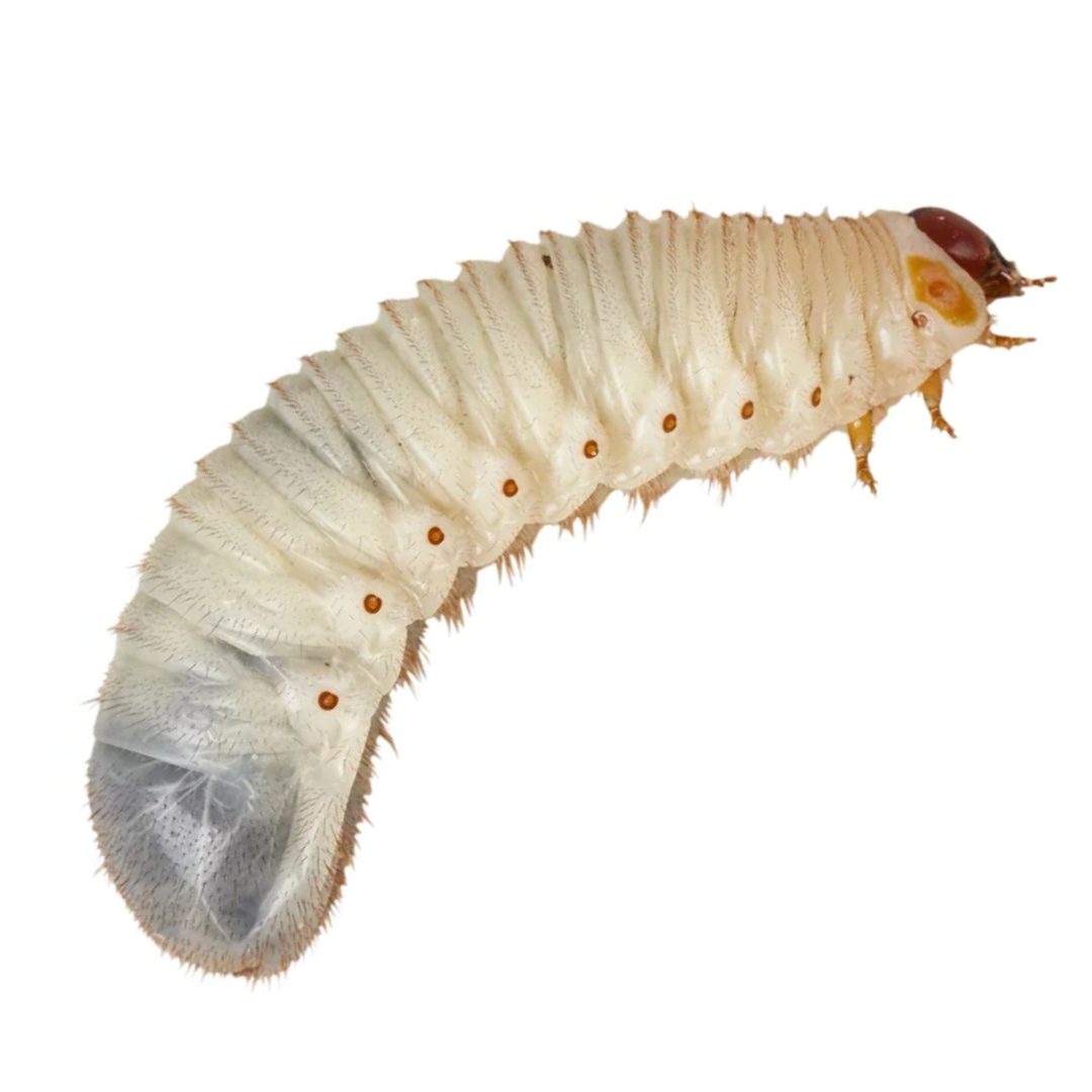 https://www.evolutionreptiles.co.uk/wp-content/uploads/2019/08/Fruit-Beetle-Grub-.jpg