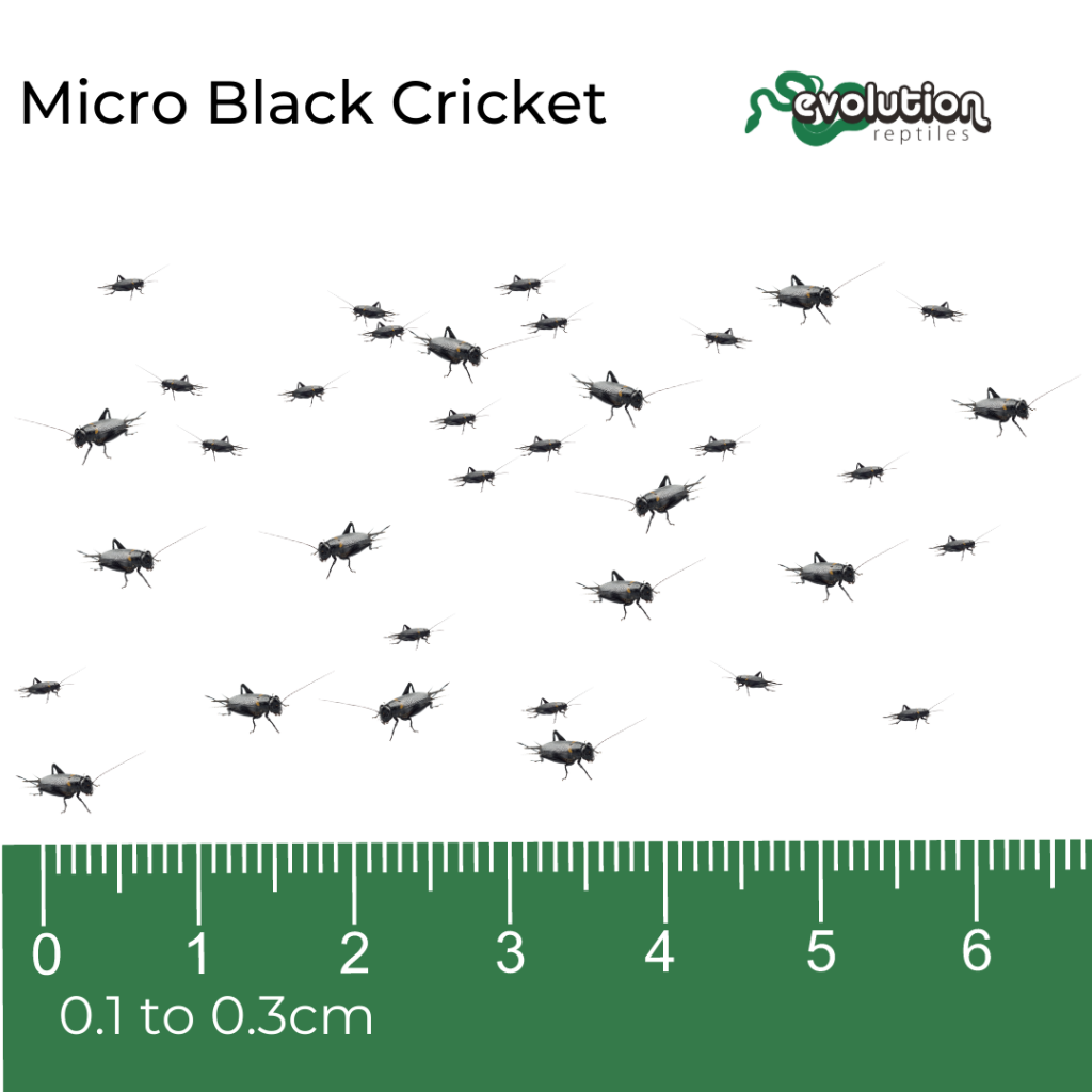 Black Crickets - Micro | Evolution Reptiles