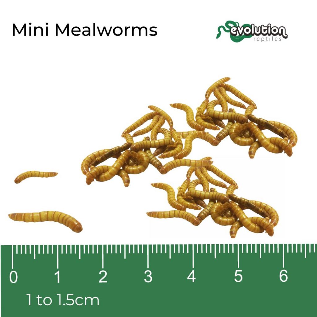 Mealworms Facts Animals Momme