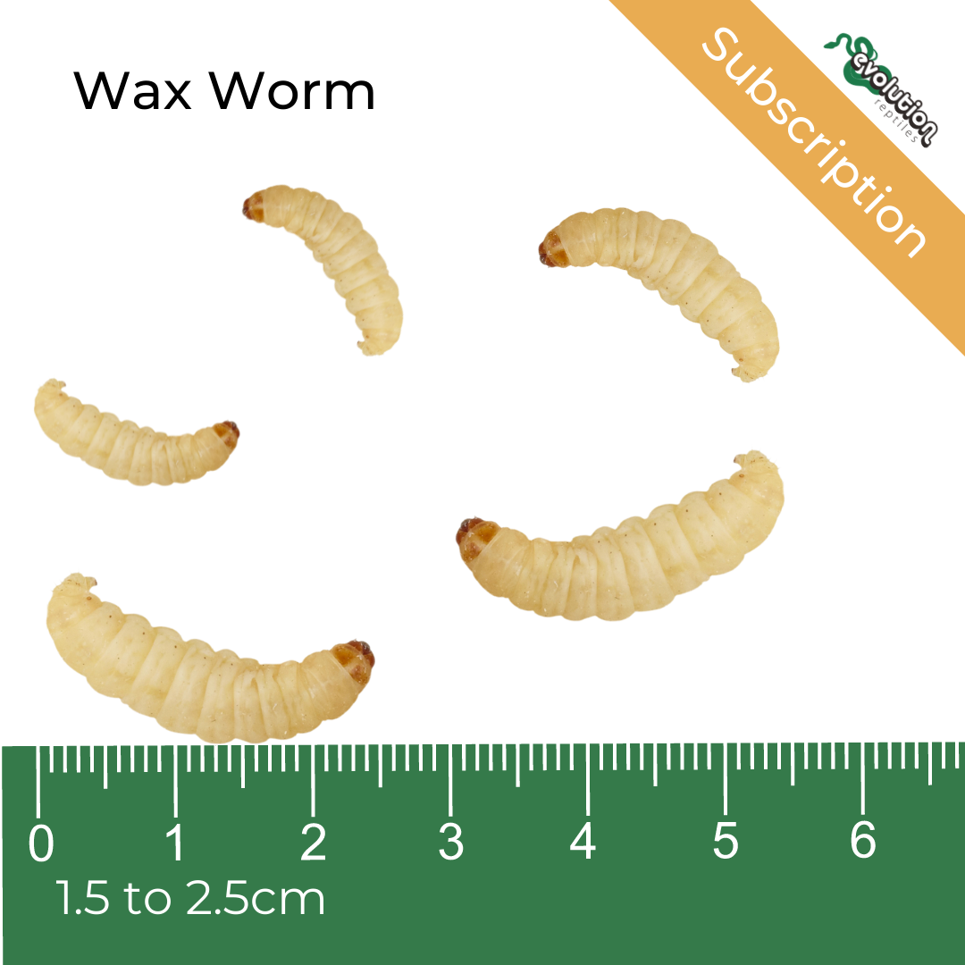 Wax Worms - Current page 1