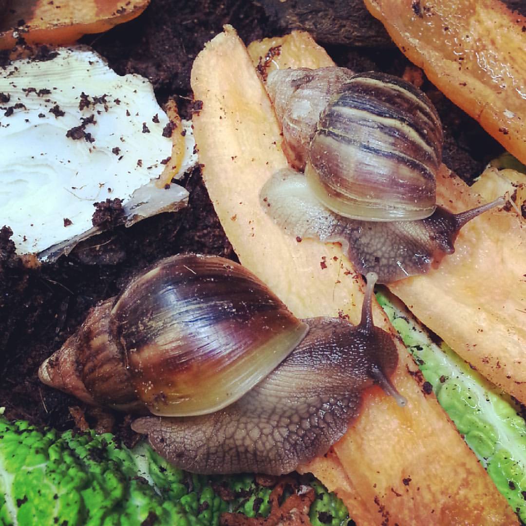 Giant African Land Snails | Evolution Reptiles