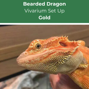 Bearded Dragon Vivarium Setup - Gold | Order Now