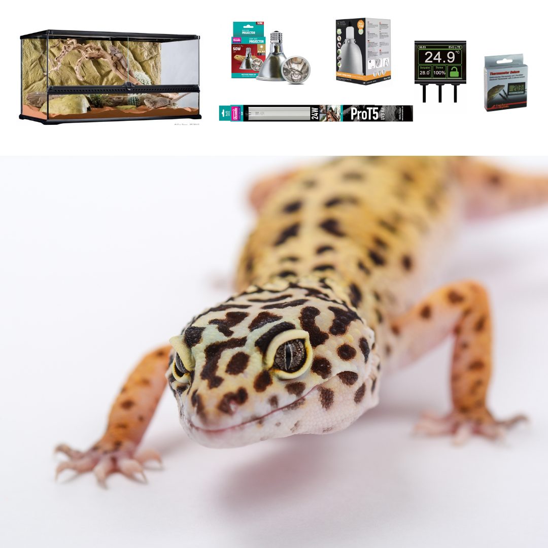 https://www.evolutionreptiles.co.uk/wp-content/uploads/2020/05/Leopard-Gecko-premium-Terrarium-90cm-1.jpg