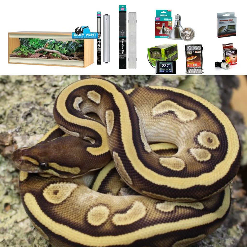 Royal Python Set Up - Large | Evolution Reptiles