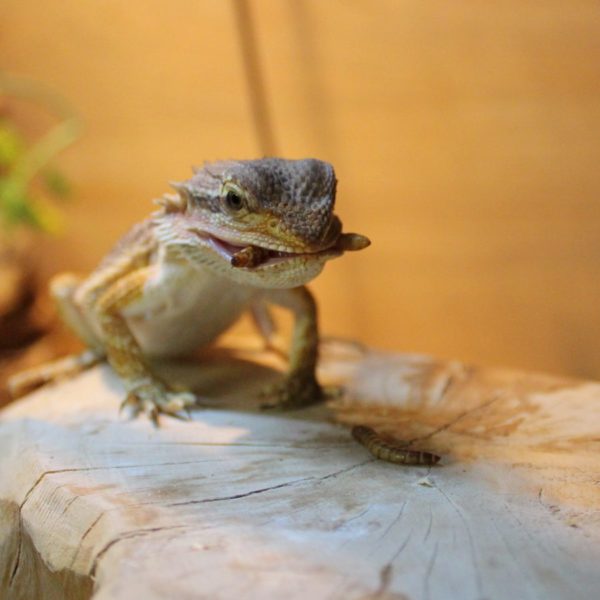 Terrarium Humidity - Reptile Humidity