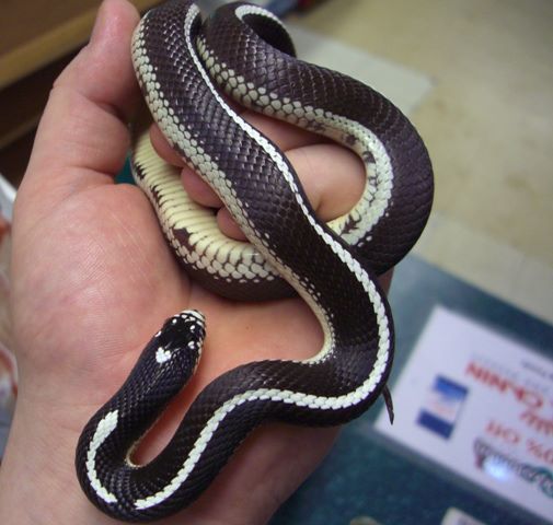 an image of a california kingsnake held by a human