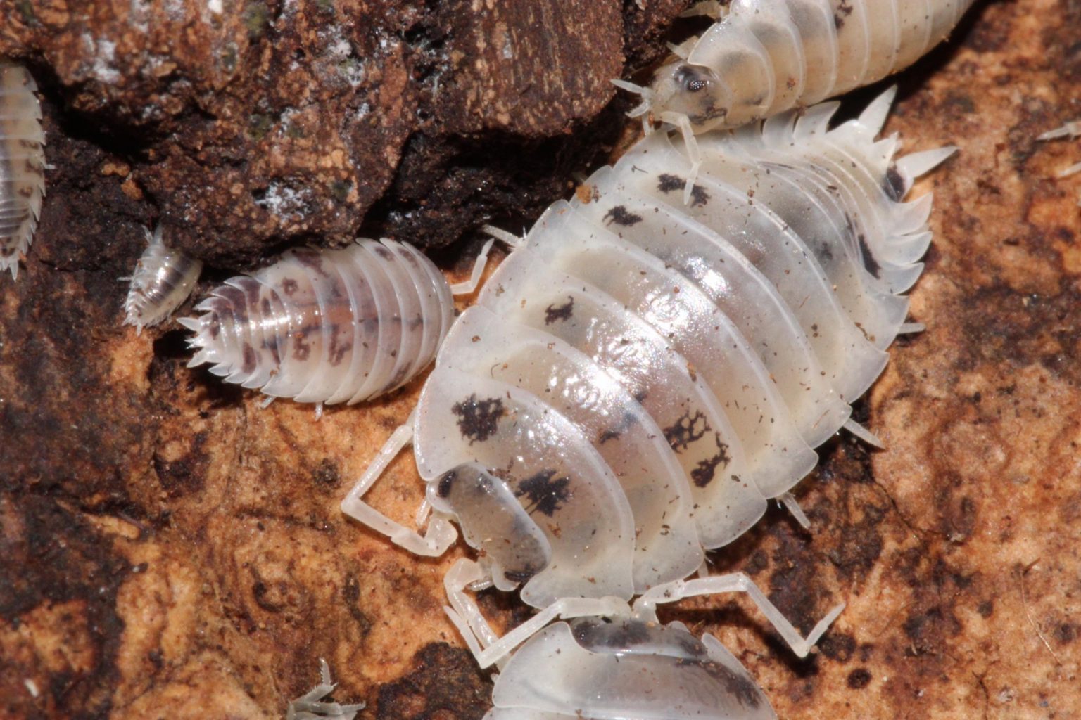 Dairy Cow Isopods Size