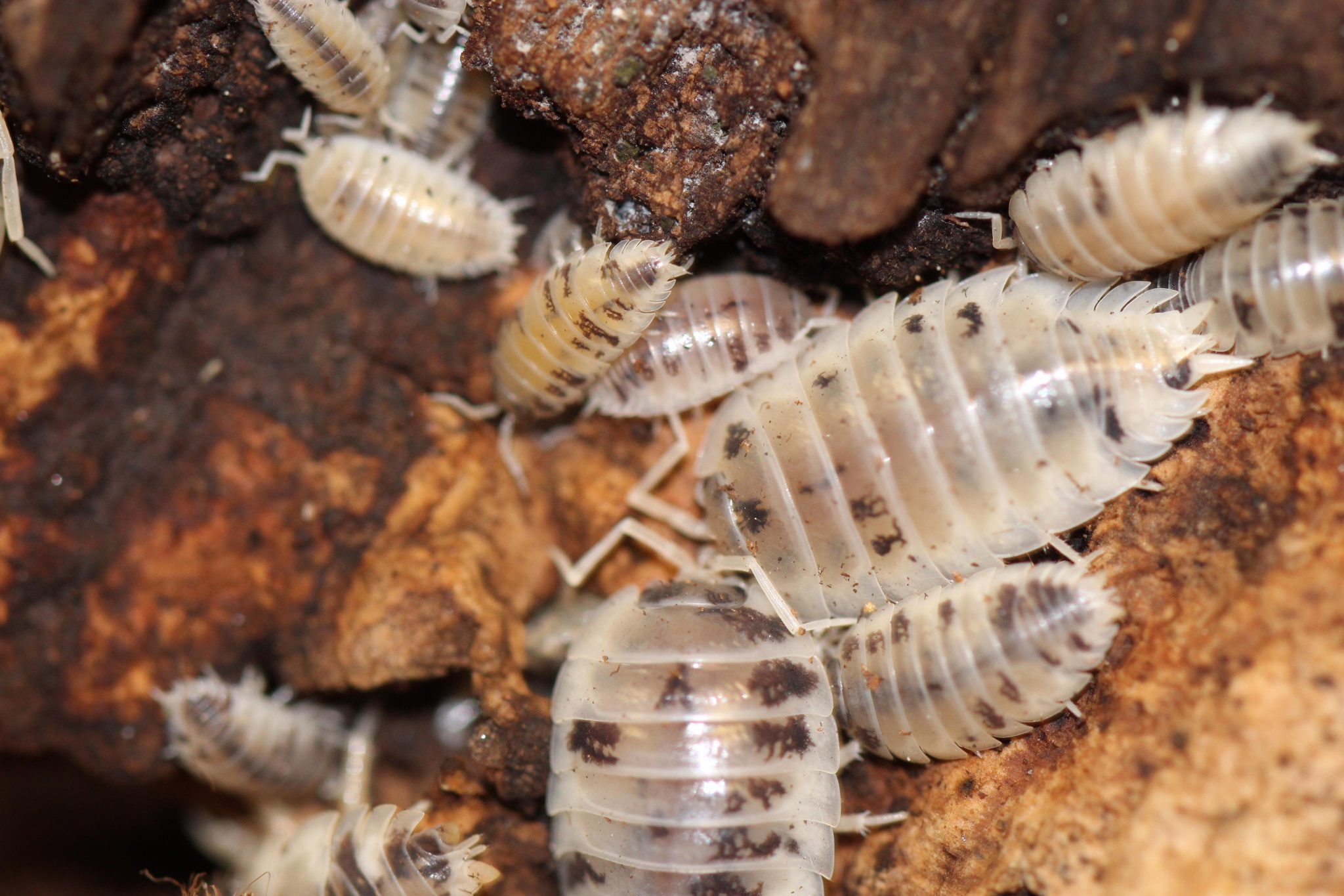 dairy-cow-isopods-evolution-reptiles-order-now