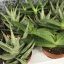 Variegated Aloe - Large | Evolution Reptiles