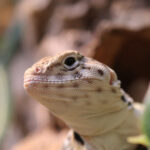Image of a Collared Lizard. Close up head shot