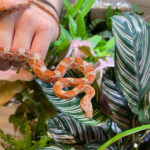 Image of a classic corn snake being held in a hand over some live plants.