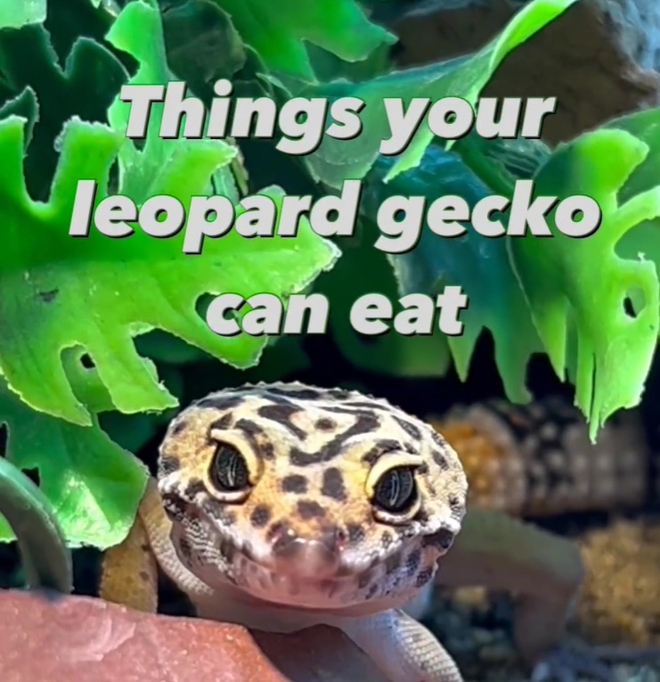 Exploring Leopard Gecko Diets A Guide to Invertebrate Feeding Evolution Reptiles