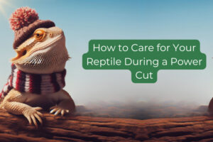 How to Care for Your Reptile During a Power Cut