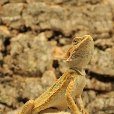 Bearded dragon basking under UVB Lamps