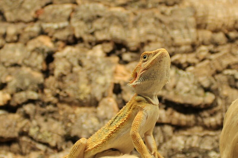 Bearded dragon basking under UVB Lamps