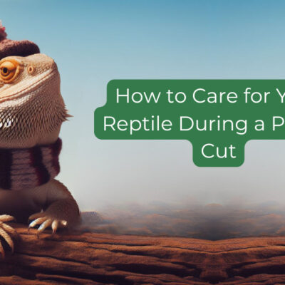 How to Care for Your Reptile During a Power Cut