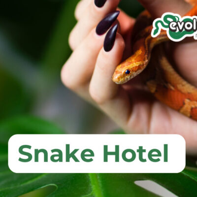 Snake Hotel (800 x 533 px) (1)