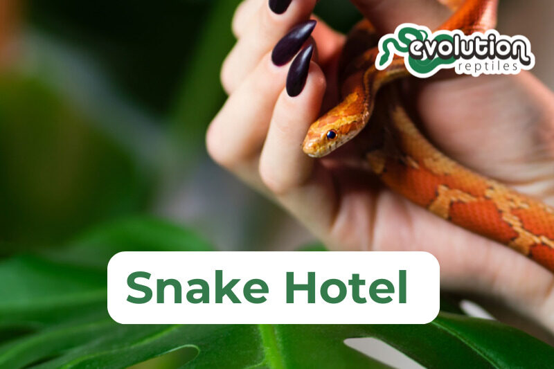 Snake Hotel (800 x 533 px) (1)