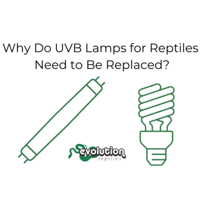 Why Do UVB Lamps for Reptiles Need to Be Replaced