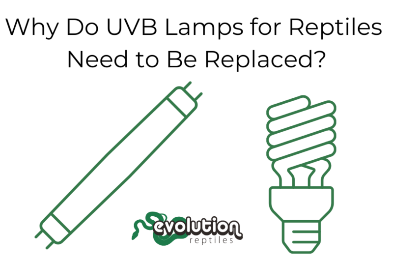 Why Do UVB Lamps for Reptiles Need to Be Replaced