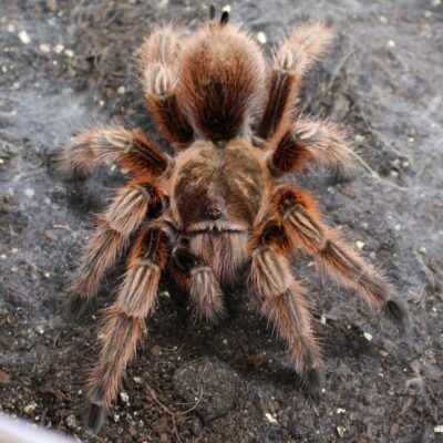 Red Chile Rose Tarantula - Grammastola rosea