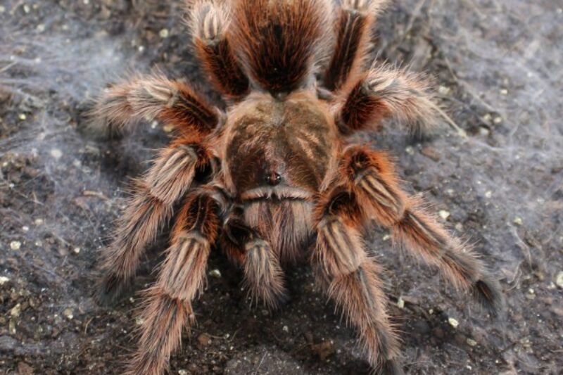 Red Chile Rose Tarantula - Grammastola rosea